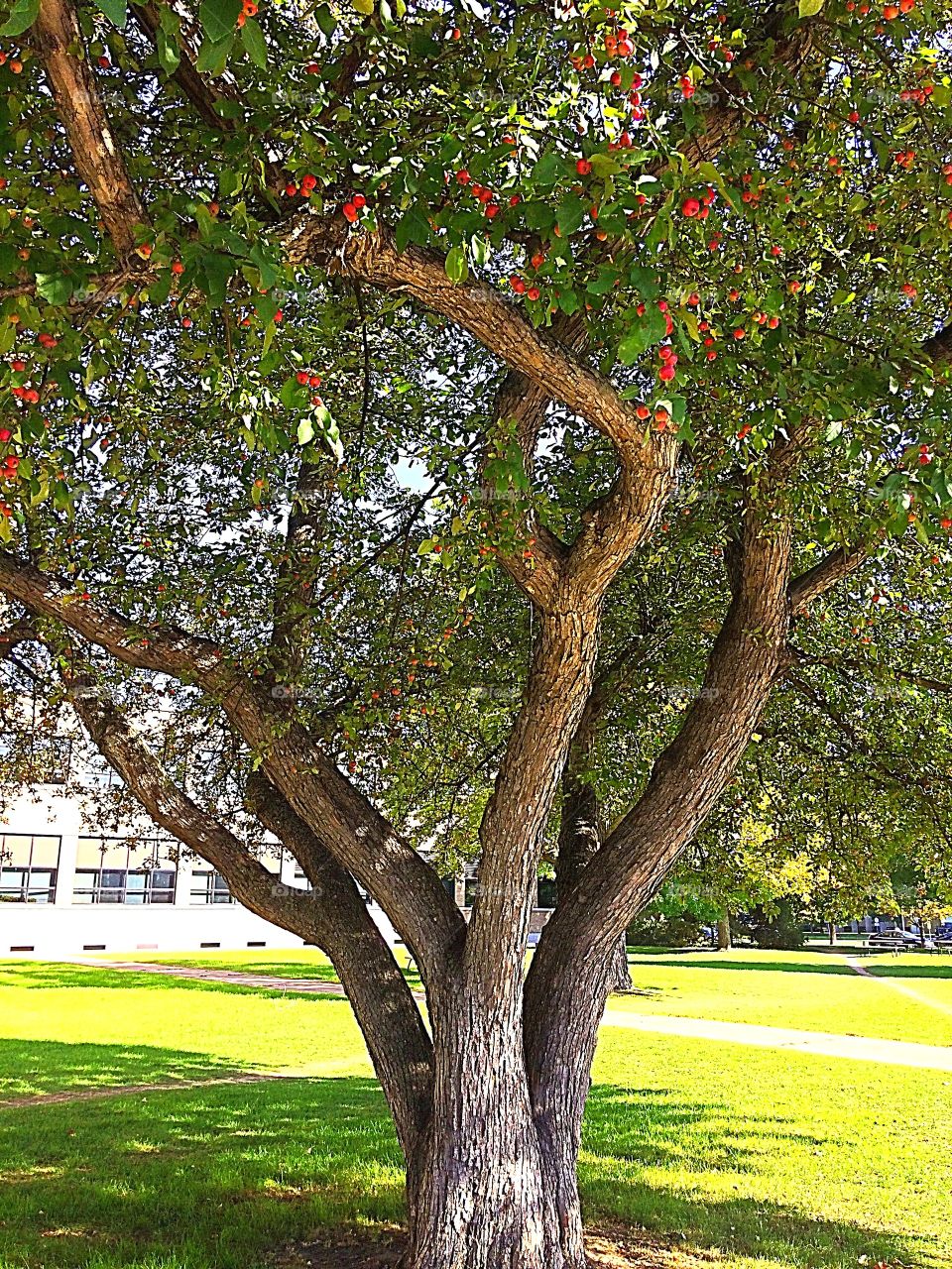  Crabapple tree