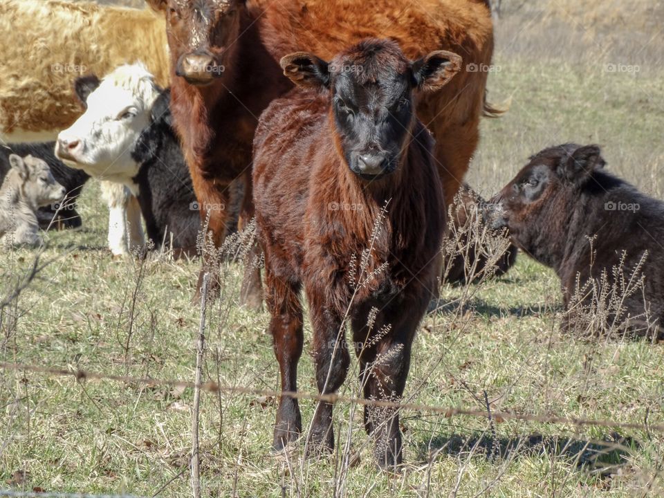 Standing calf