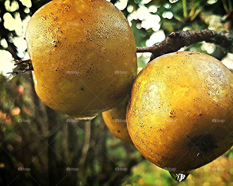 Apples Fruit Crab Apples Wet Rain Raindrops Fruits Macro Closeup Close-up Appletree Apple