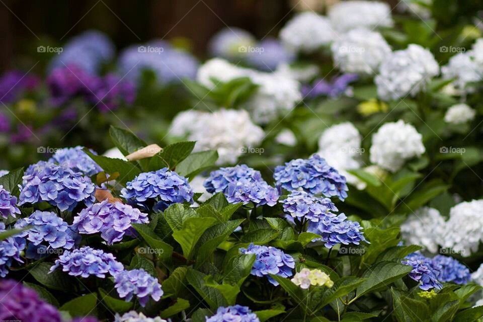 Hydrangeas 