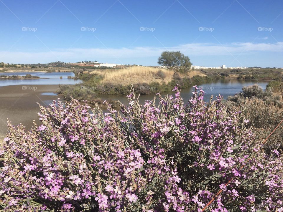 Blooming sea lavender in salt marshes 