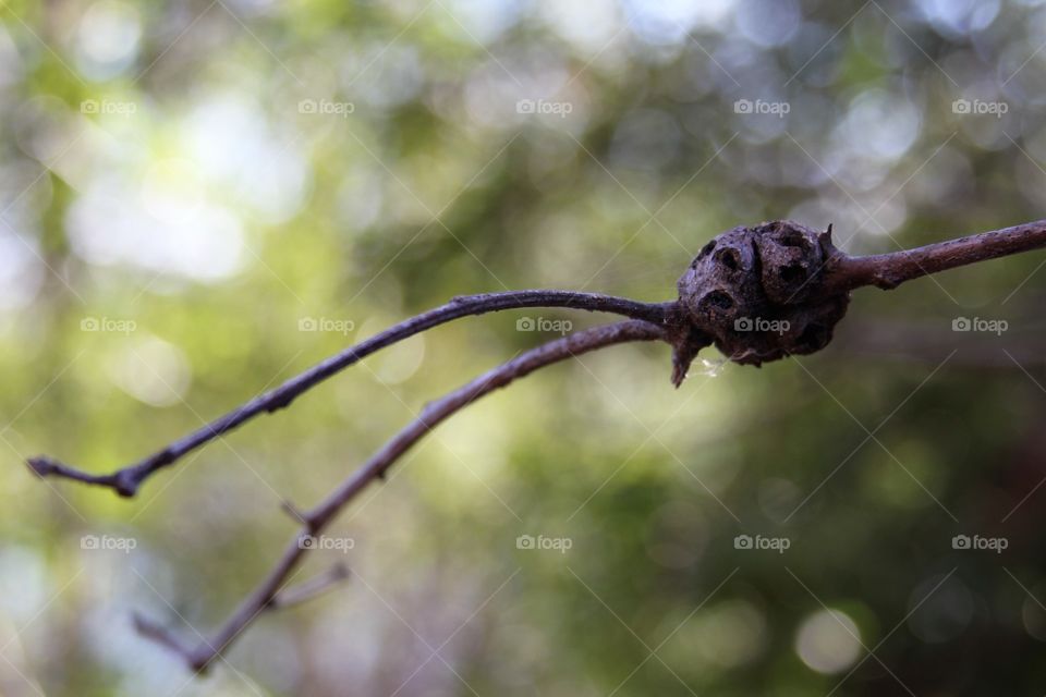 branches looking like legs suspended.