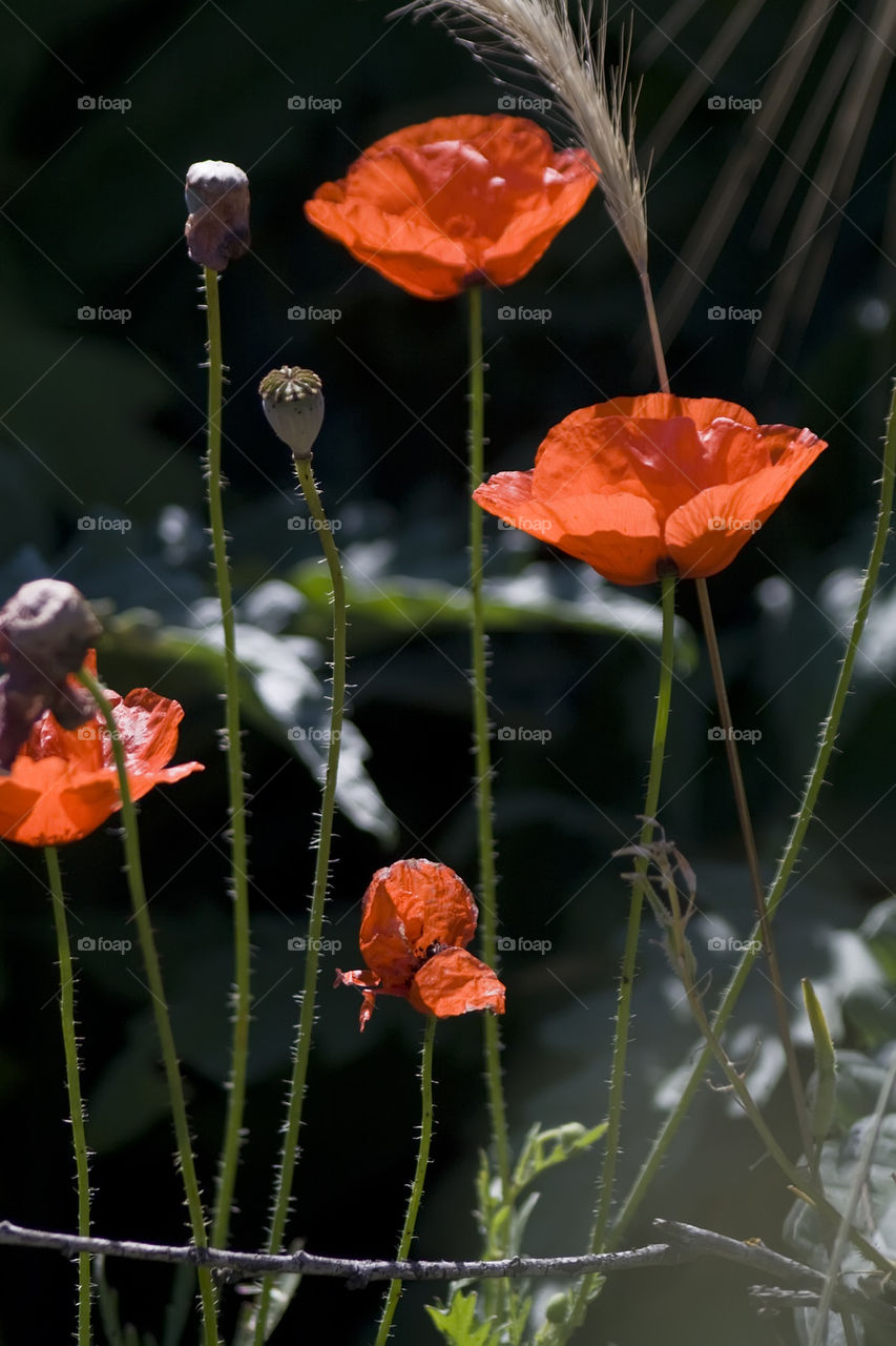 Common poppy