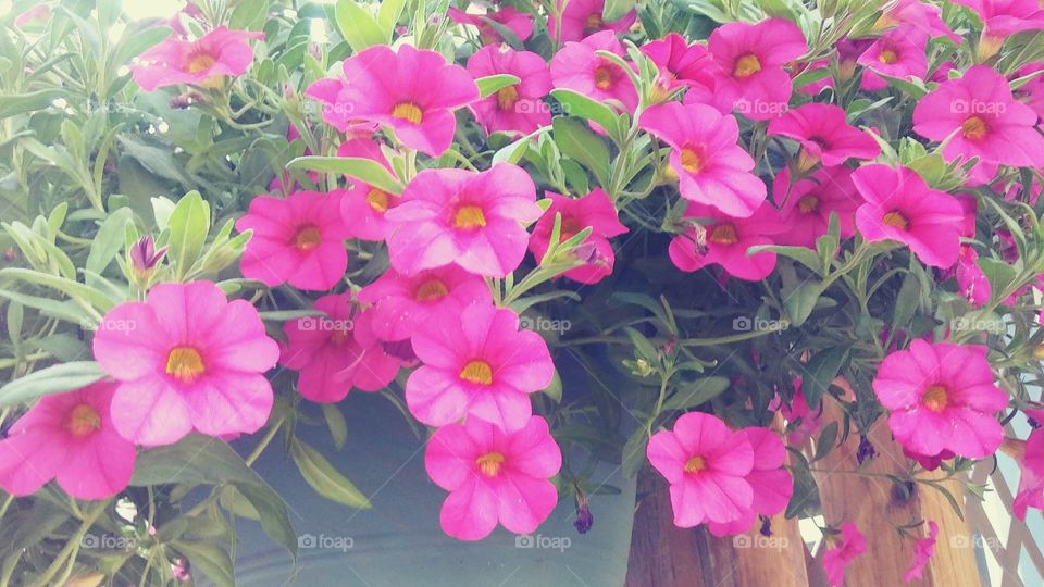 Flower, Flora, Nature, Summer, Garden