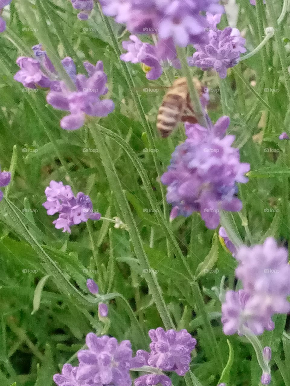 Bee in the garden