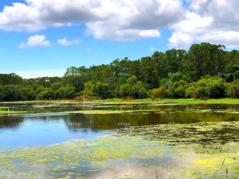 Reflection of the clouds in the beautiful wetland habitat.