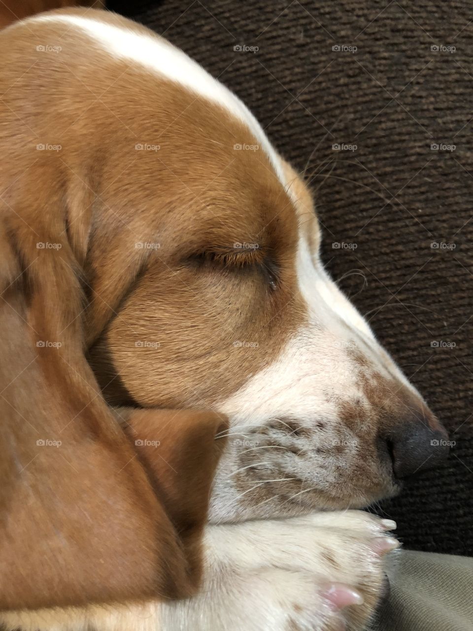 Sleeping Basset hound