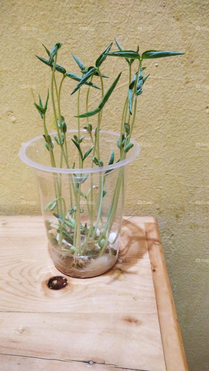 Plants of green beans