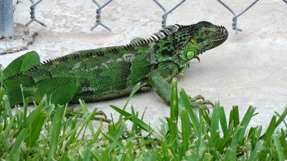 iguana in my backyard Fort Lauderdale August 2017