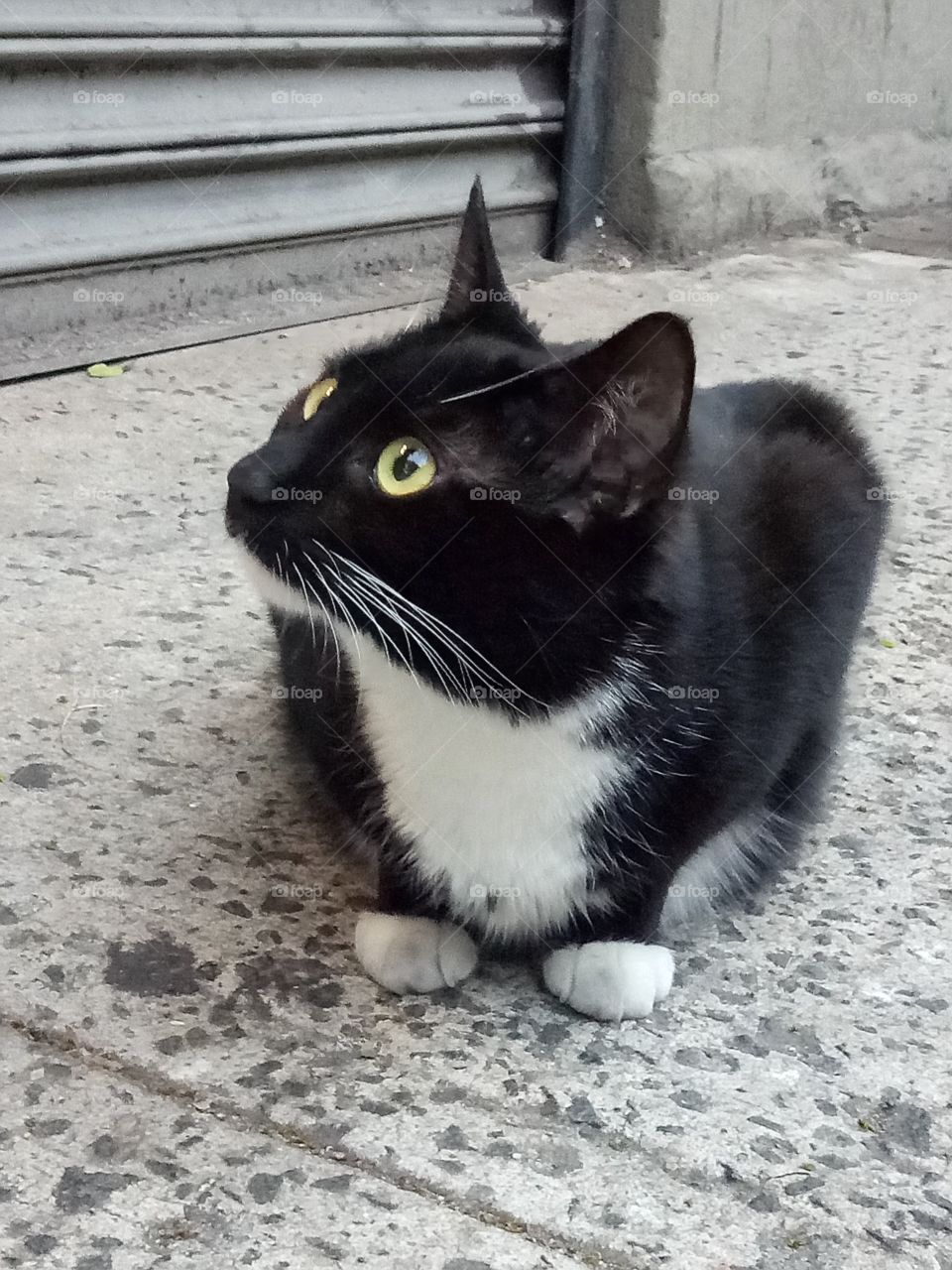 A black and white cat. Looking up something that interest him/her. A silent and observant cat. Street photography.