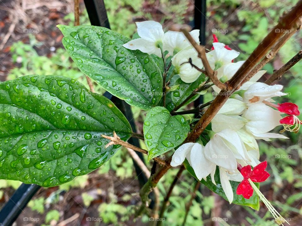 Seems Pure Flowers Growing And Embellished By Rain Drops 