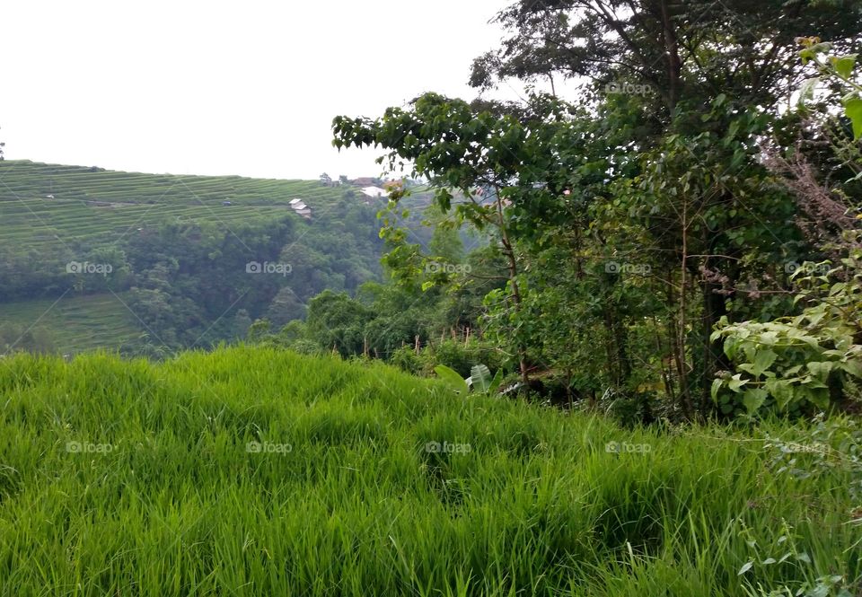 green n fresh at rice fields and cropland