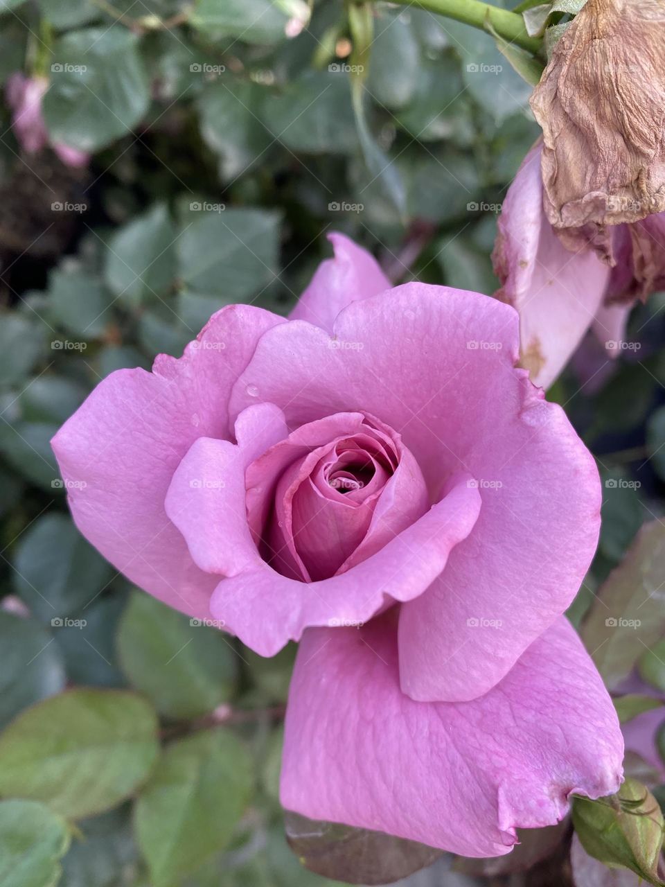 Purple rose