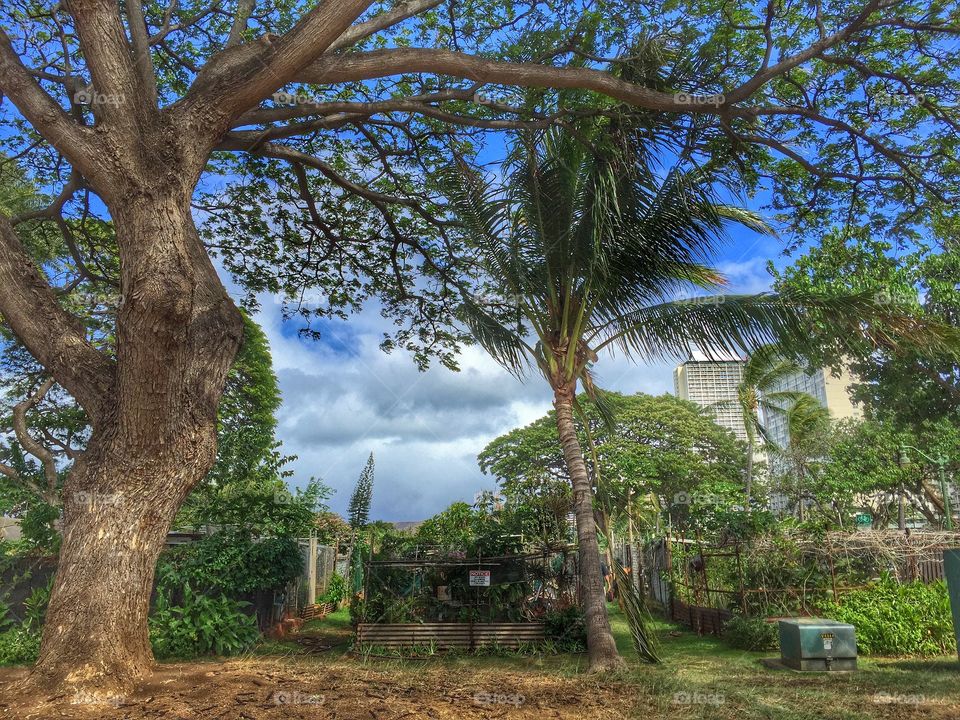 Ala Wai Community Gardens