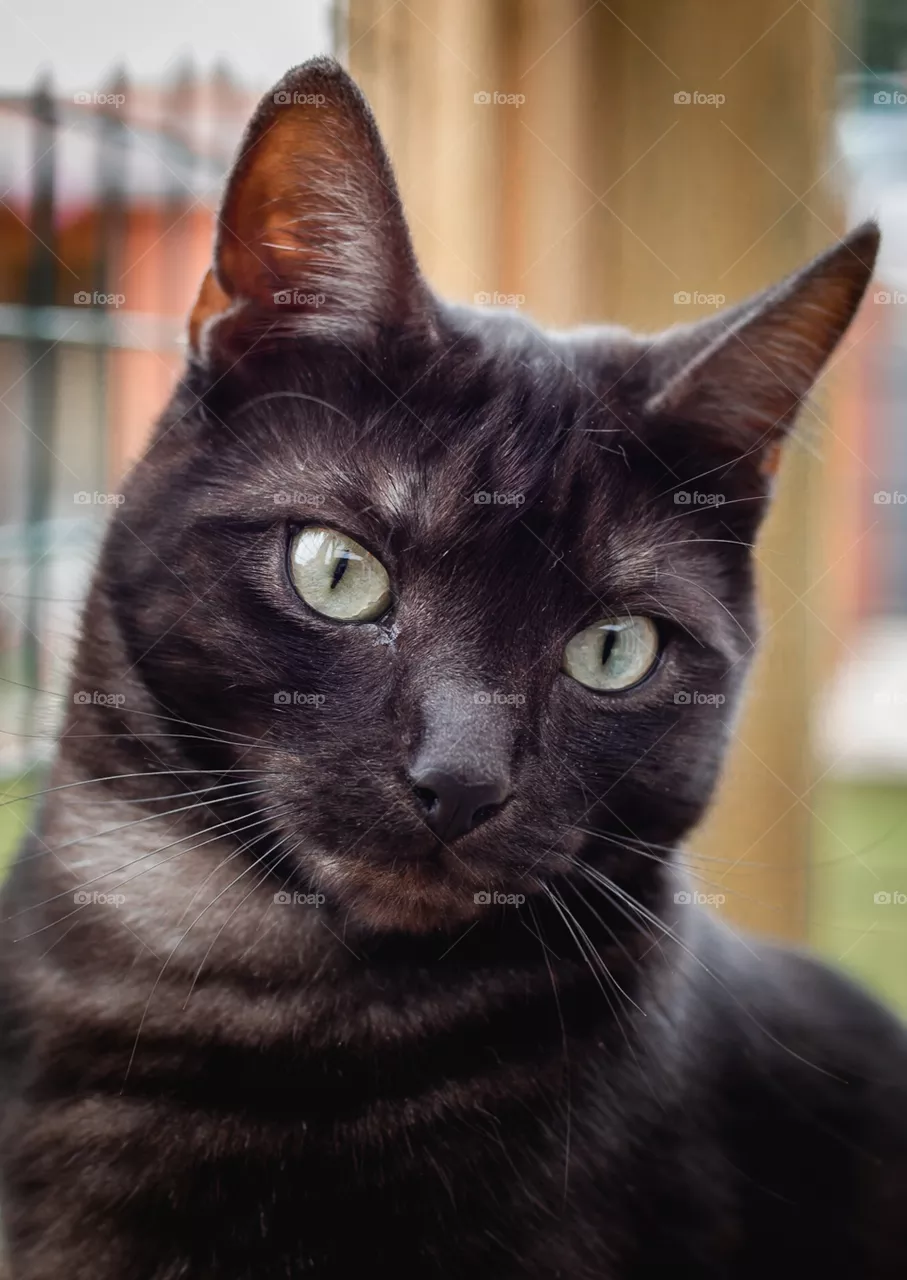 Black cat 
