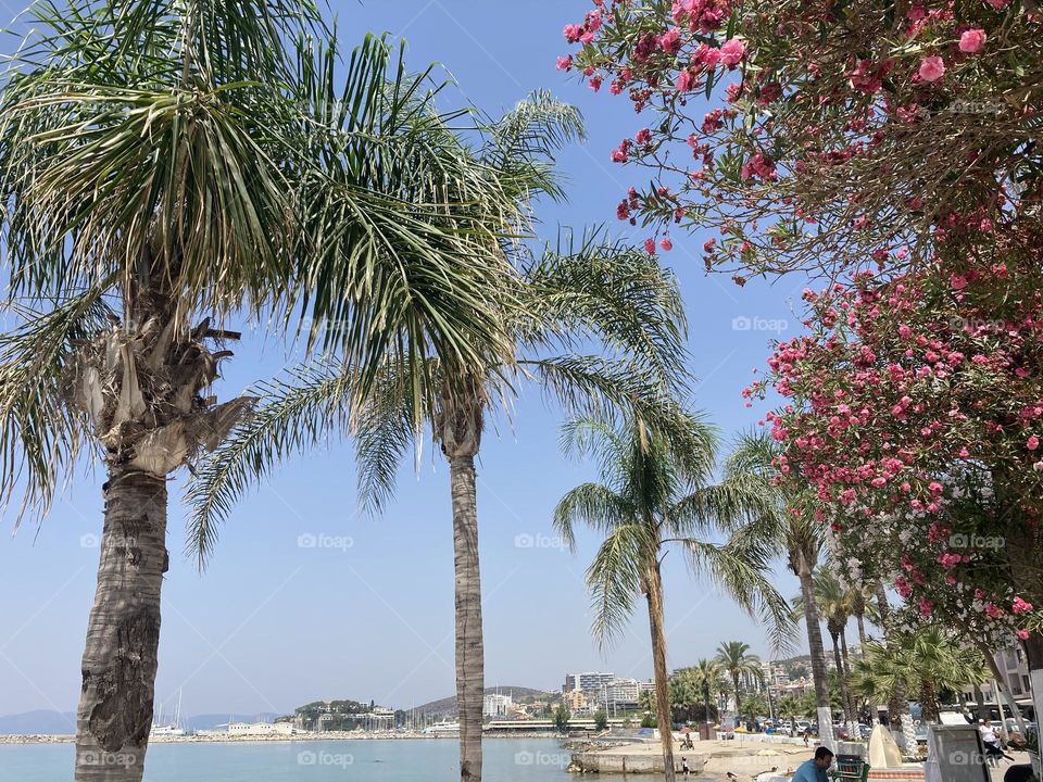 Sightseeing in Turkey. Blue sky and tall palm trees. Sunsets and sunny days. Summertime in Kusadasi. Vacation travel in Turkey . Summer view. Sunny day during vacation. Hidden gems and secret places.