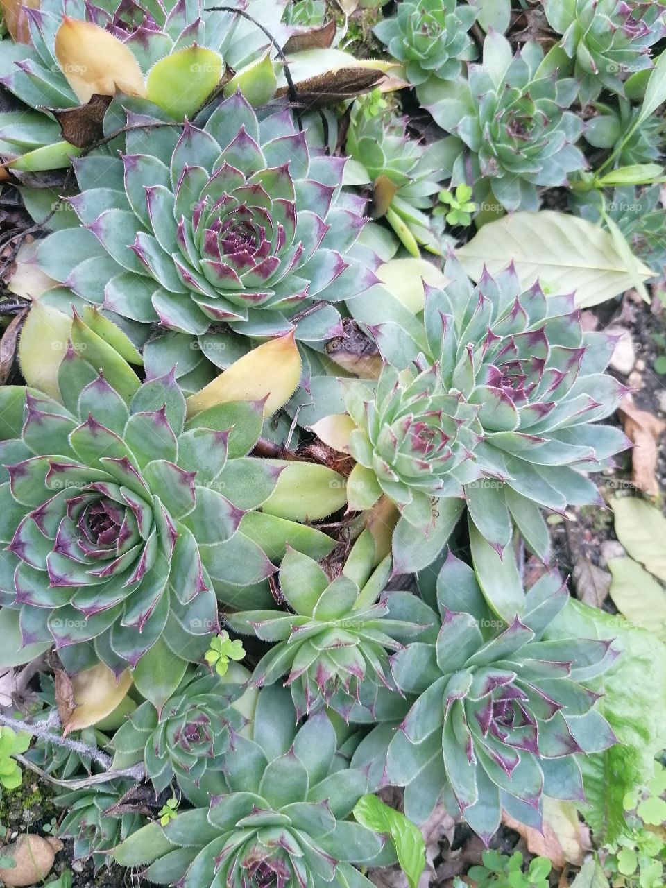 Succulente