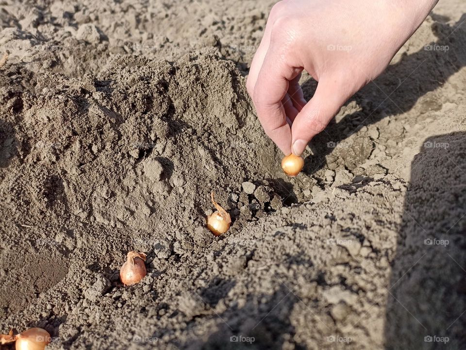 To plant onions. Planting onion. Sowing campaign in Ukraine. Farmer in field