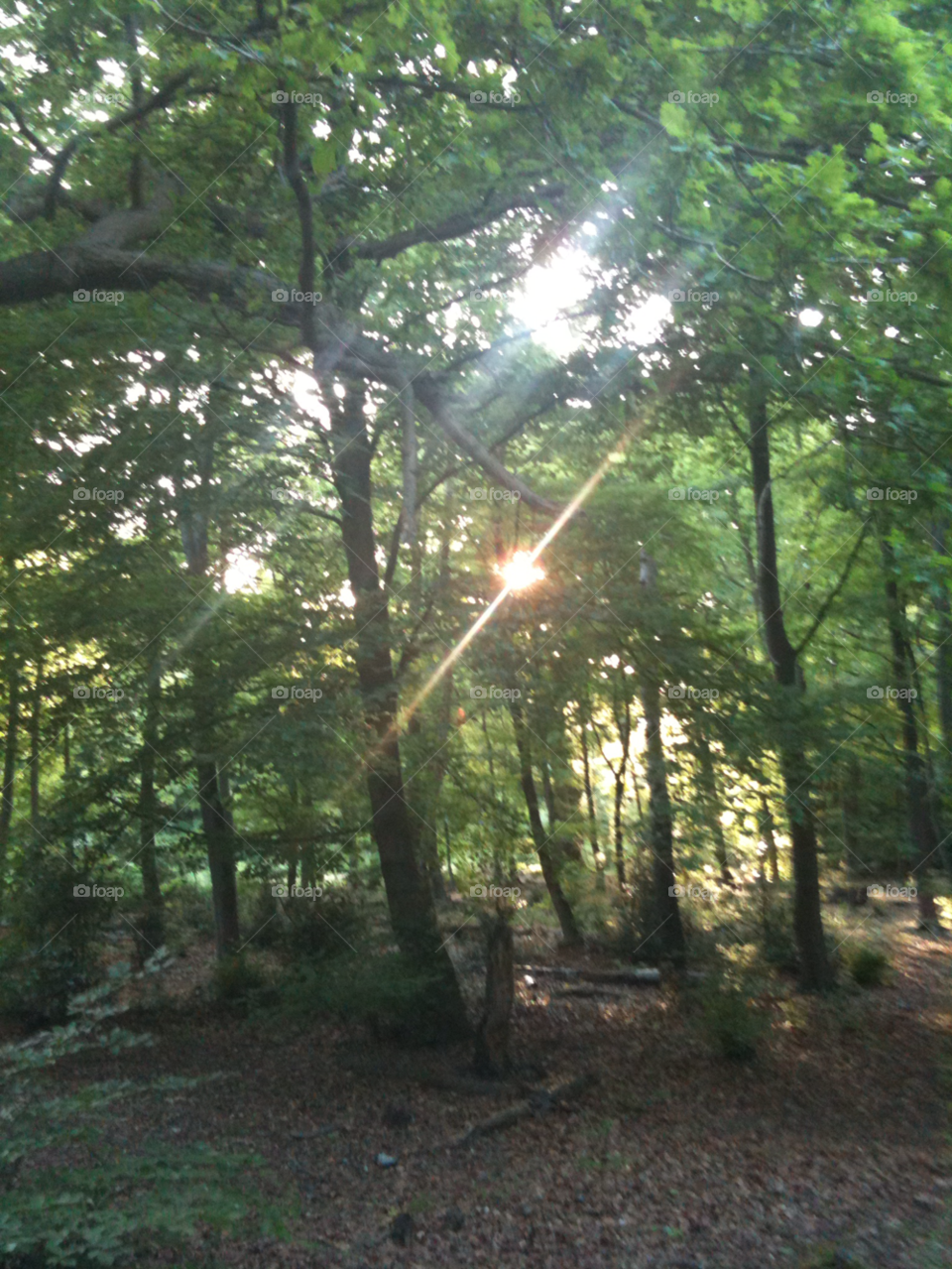 sunlight fairies epping forest by jorussell888