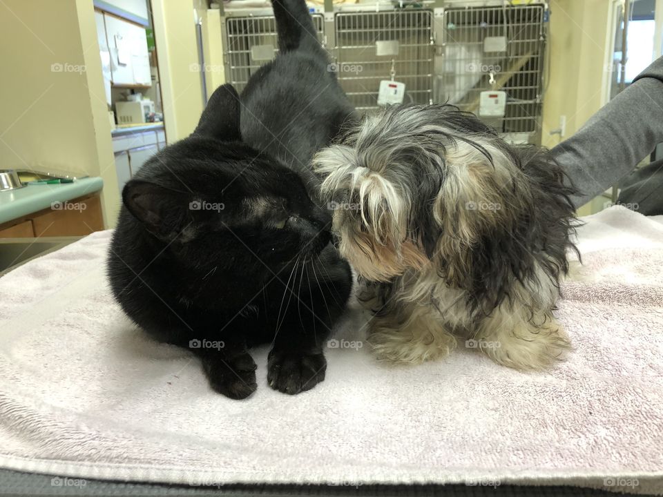 When you hospital cat falls in love with a patient. 