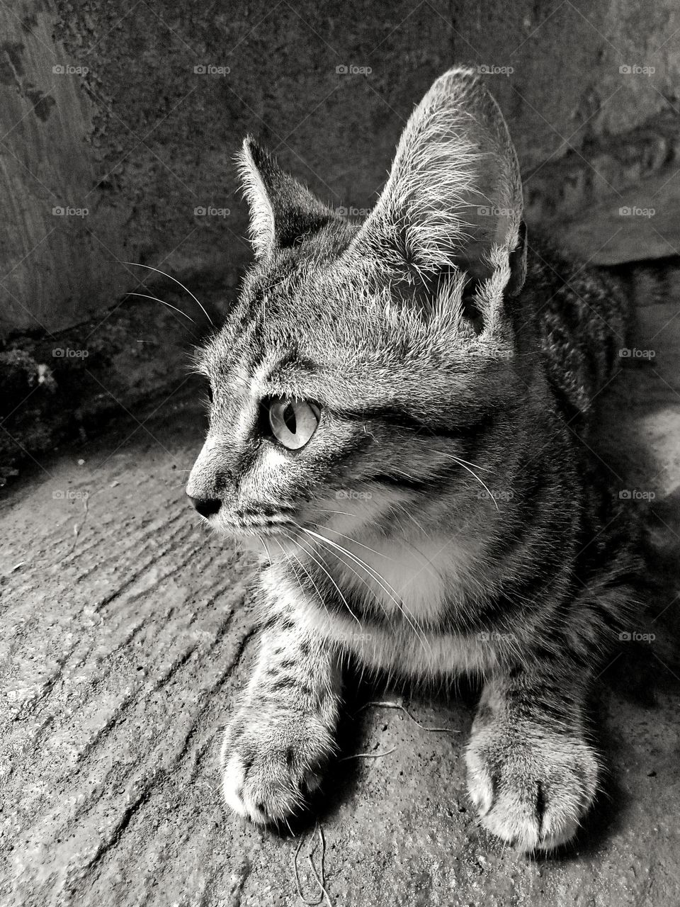 Vertical portrait of a nelang kitten