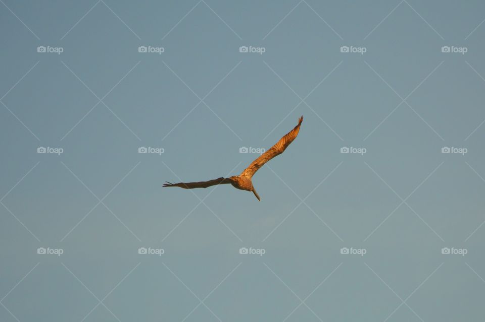 Pelican in flight