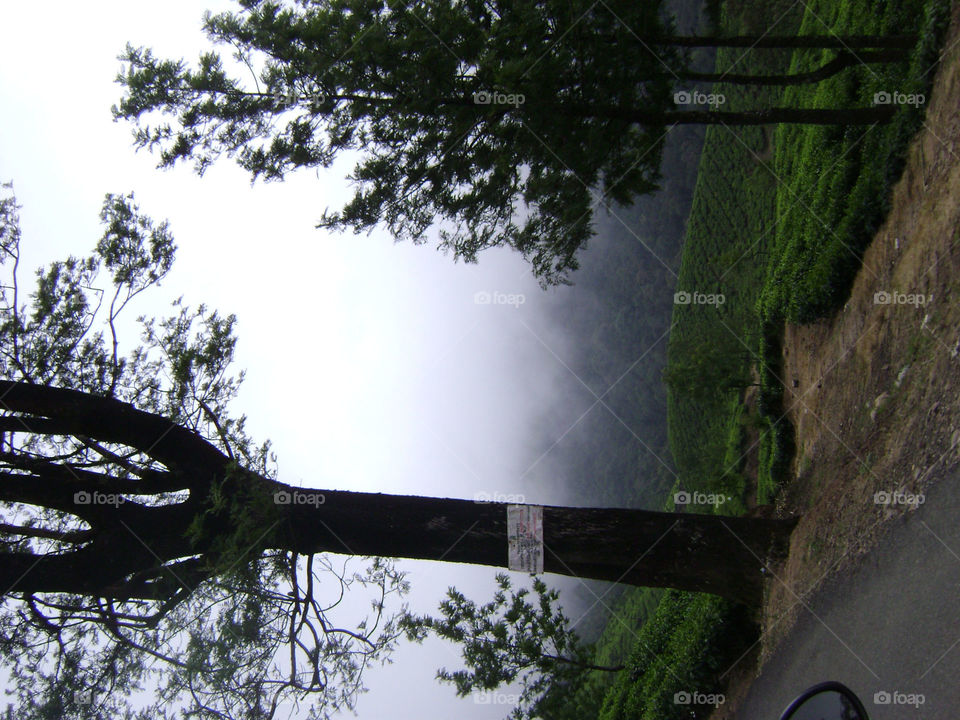in foggy hill stations @ India. in Hill stations of Southern part of India