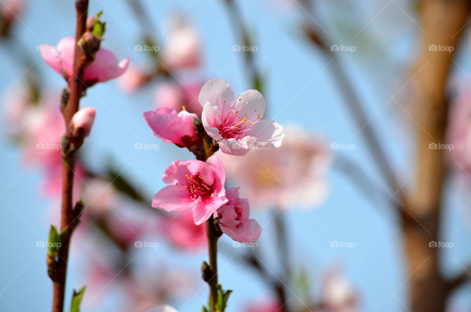 pink cherry blossoms