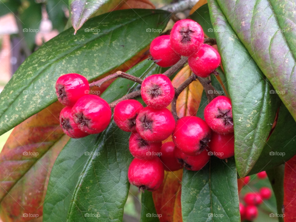 leaves berries red and green lake district by null_device