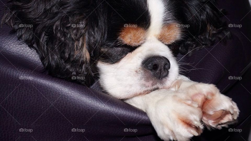 Let sleeping dogs lie