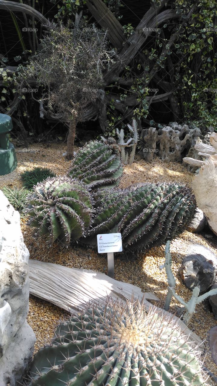 cactus.