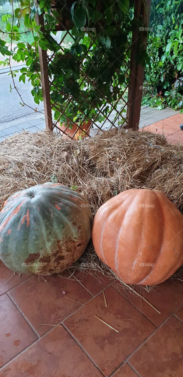 pumpkins