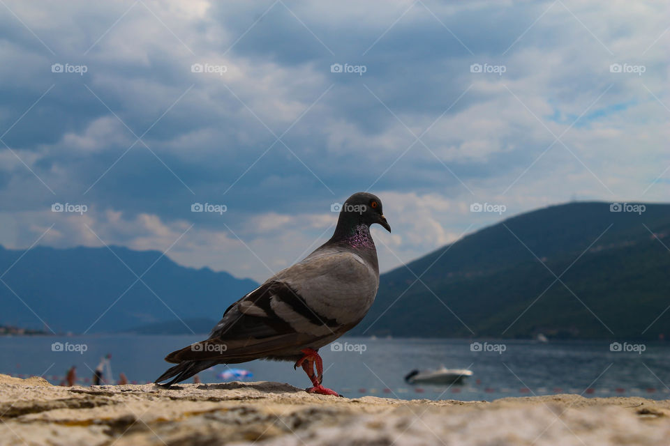Close-up of pigeon on rock