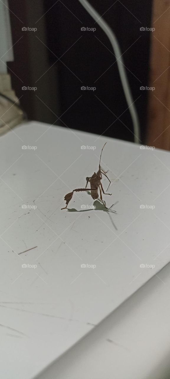 Nocturnal insect attracted to light