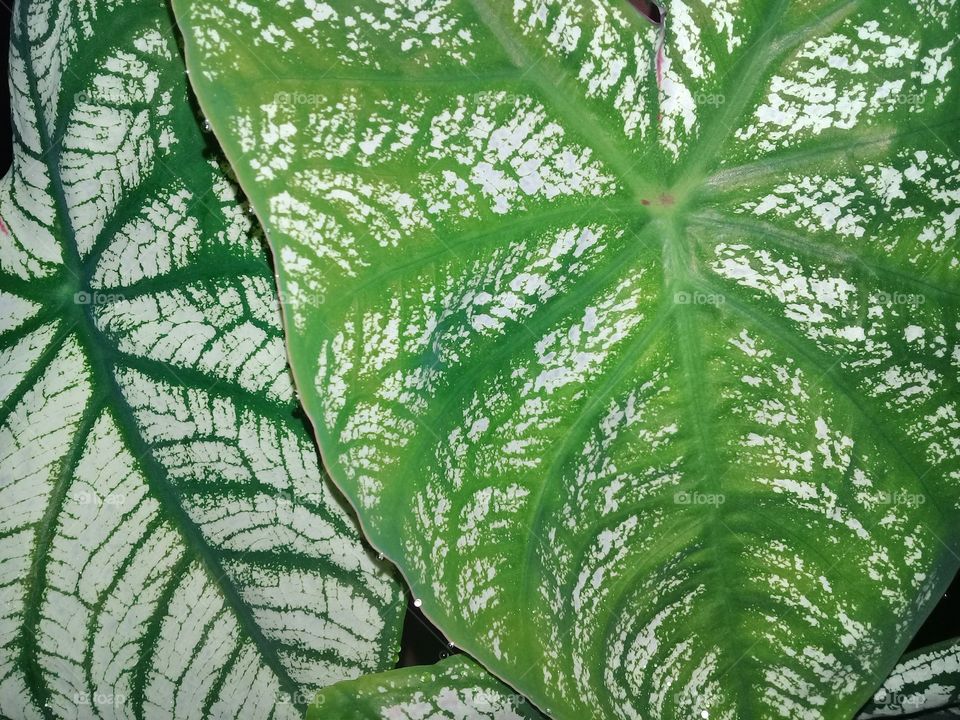 fresh leaf photo with attractive color and patterns and unique shapes