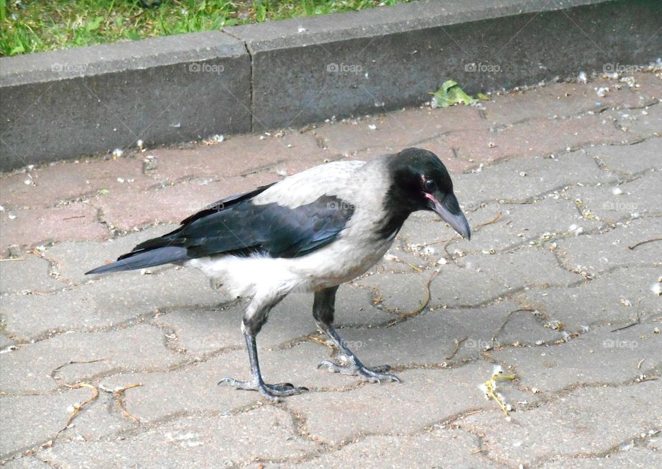 Bird, No Person, Nature, Wildlife, Outdoors