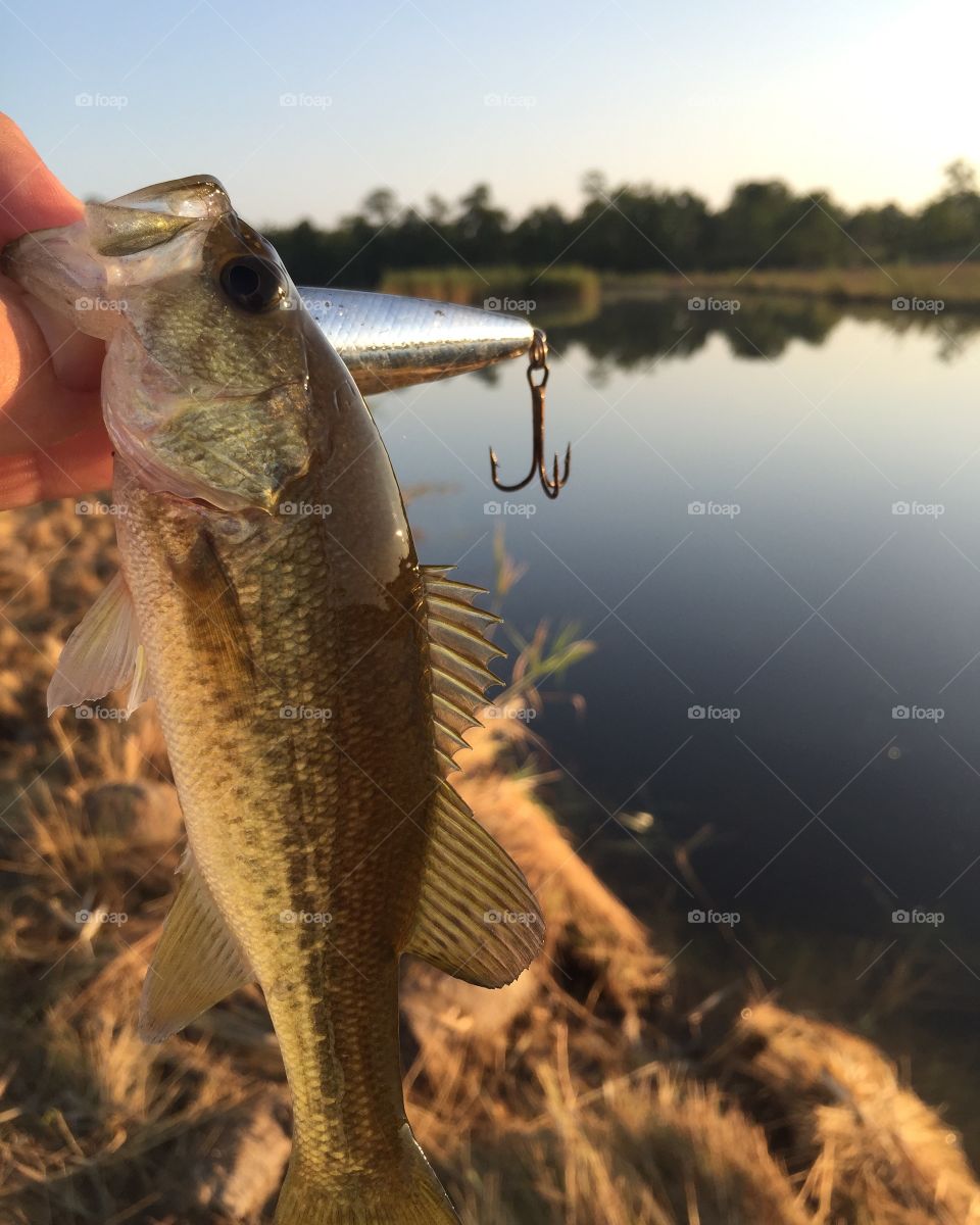 Large mouth bass