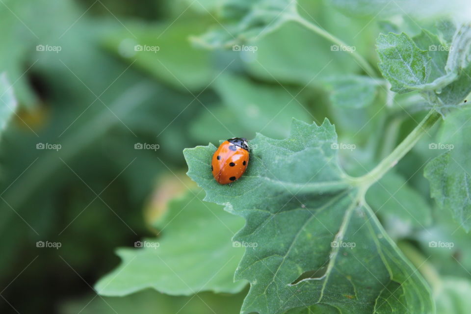 Today, in between times, I took over 400 photographs ... I'm just learning. background, grass, bushes, vegetable garden,