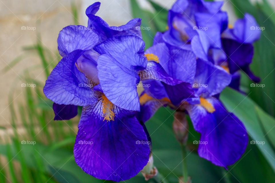 Beautiful purple irises flowers in the garden