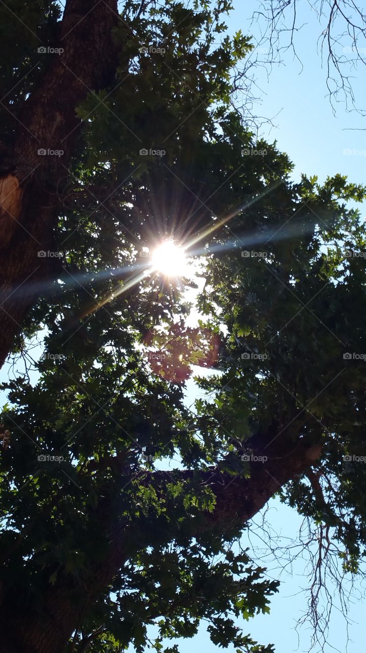 Sunshine through Black Oak trees