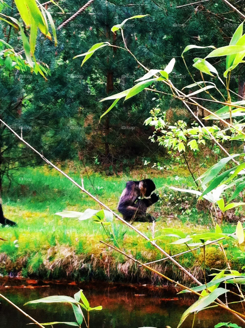 Monkey