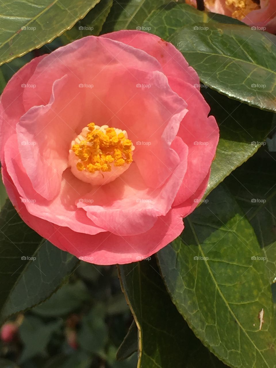 Snow camellia
