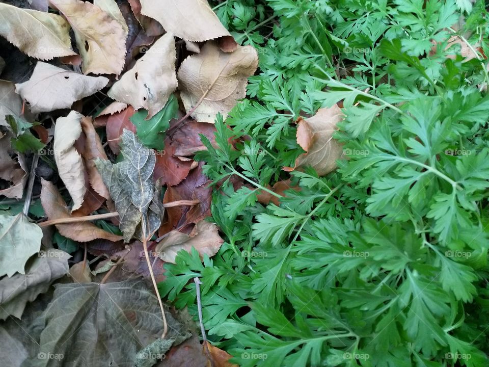 Зелёный уголок.