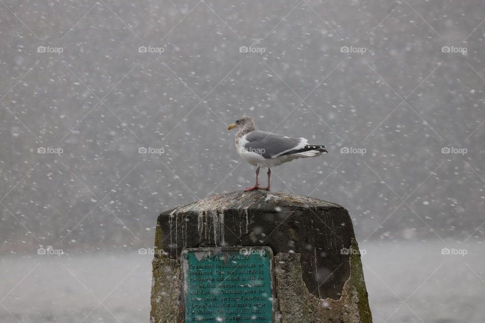 Seagull perched on a snowy day