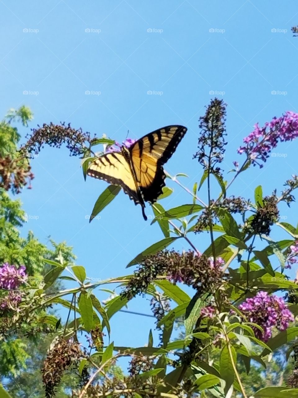 Butterflies fly away