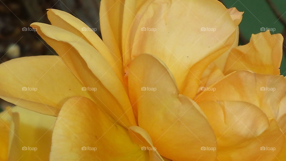 Yellow Rose Petals