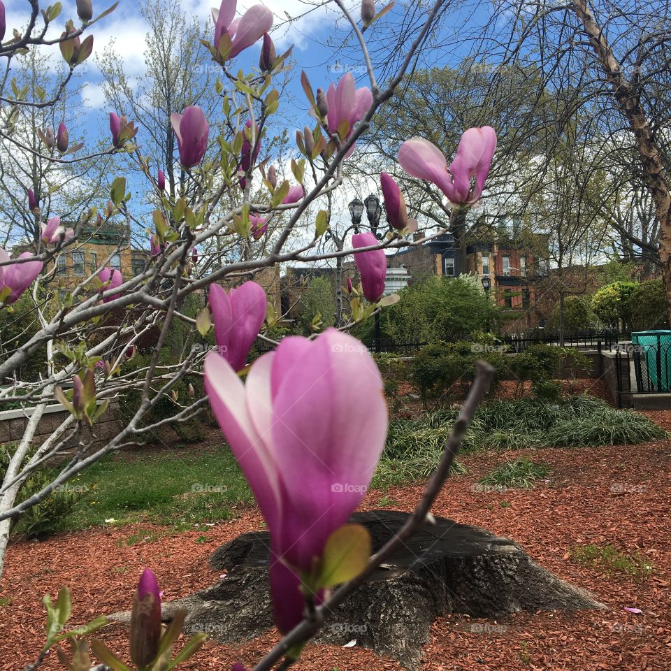 Spring magnolia blossoms
