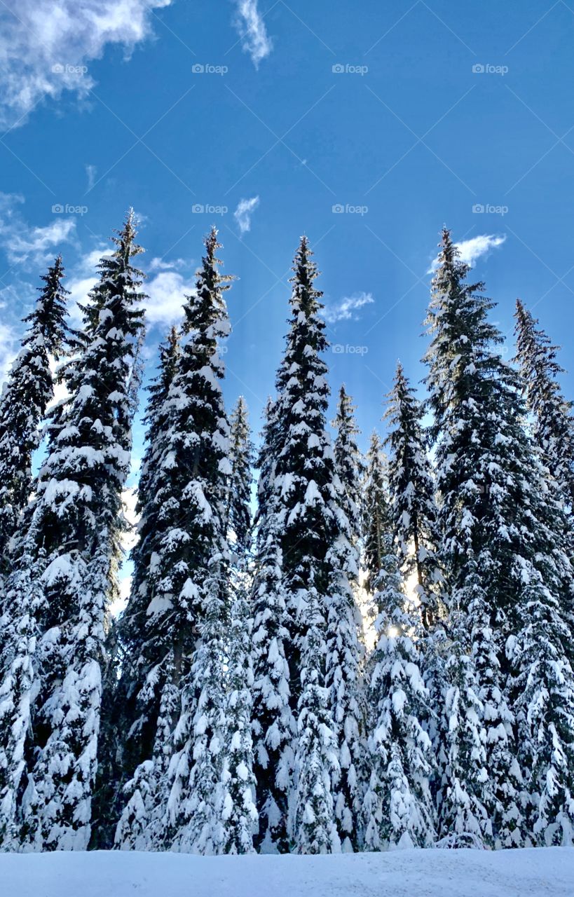 Tall snow covered trees against blue winter sky