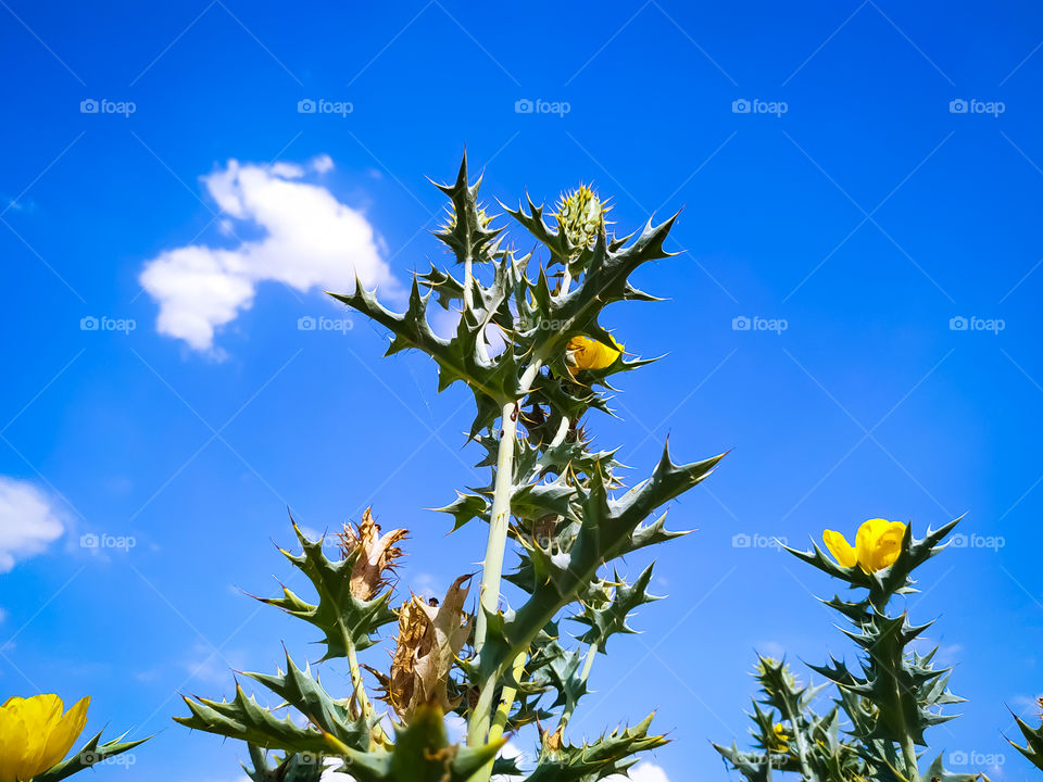 Low angel view of flowering plant against sky