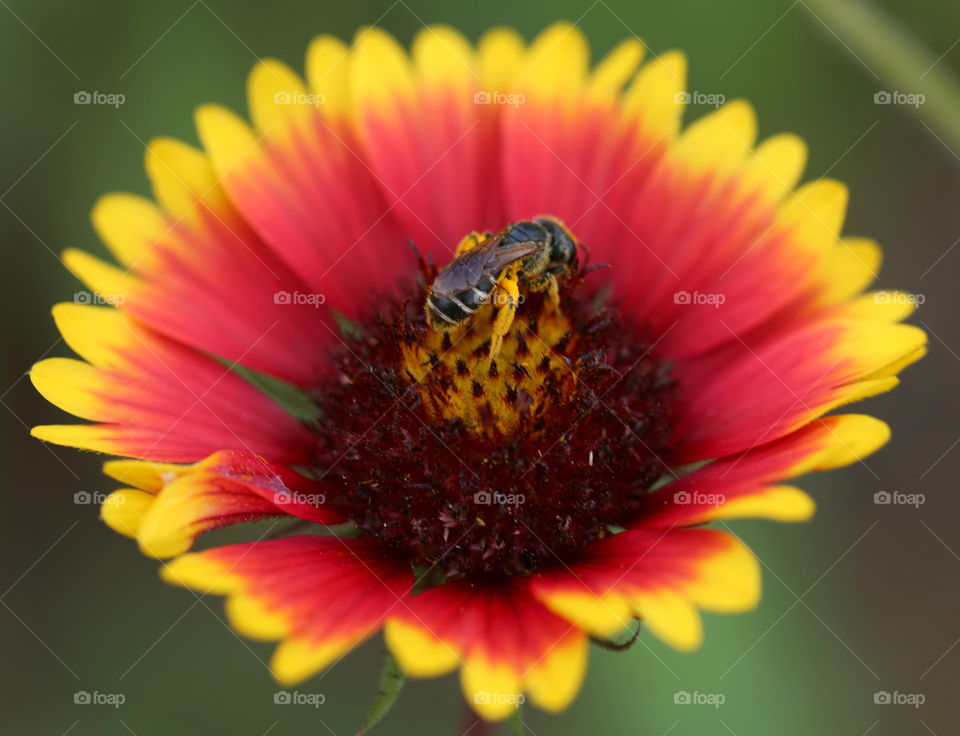Honey bee in the middle of a bloomed red and yellow flower, collecting pollens. 